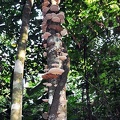 tree fungus Maraquita 