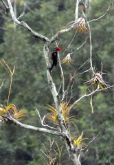 Woodpecker Rio Claro 