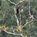 Woodpecker Rio Claro Ms.jpg