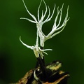 Xylaria tentaculata