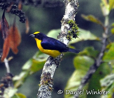 Yellow black bird Rio Claro 