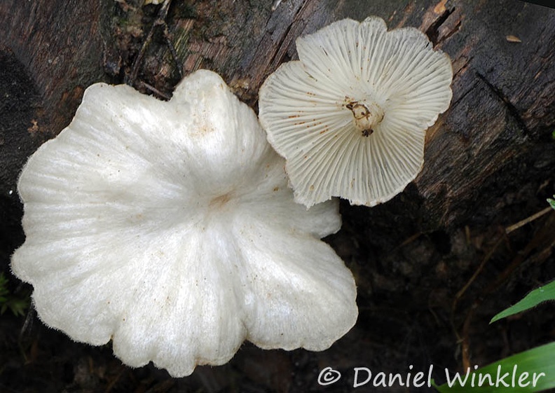 Agaric white on wood Leticia DW MS.jpg