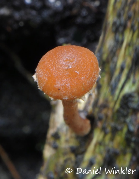 Agaricaceae appendiculate Chicaque Dw MS.jpg