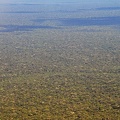 Amazonian forest expanse 