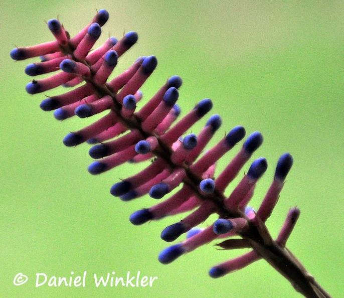 Bromeliad flower DW MS.jpg