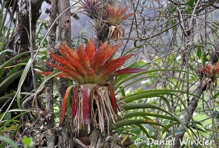 Bromeliade red leaved Valle de Cocora