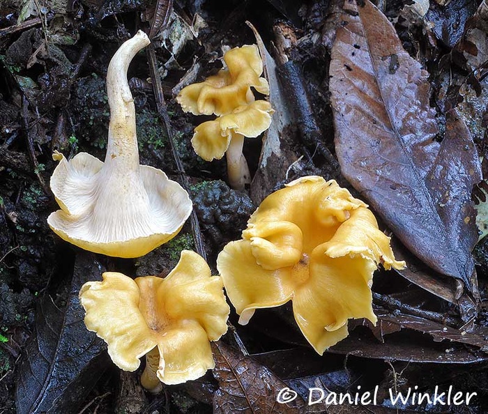 Cantharellus lateritius Chicaque16 DW Ms.jpg