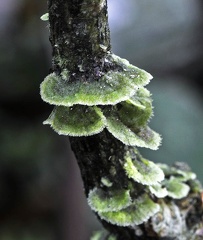 Coenogonium linkii  lichen