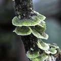 Coenogonium linkii  lichen