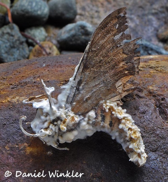 Cordyceps tuberculata Akanthomyces moth DW Ms.jpg