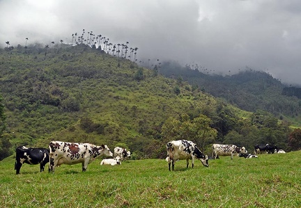 Cows grazing Valle de Cocora