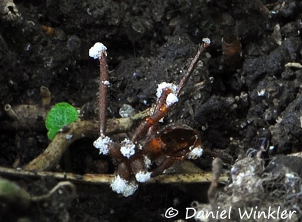 Entomopathogenic fungus ant 