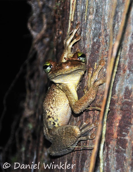 Frog Osteocephalus taurinus night walk DW Ms.jpg