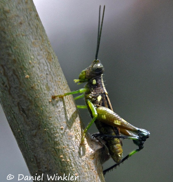 Grasshopper green brown DW Ms.jpg