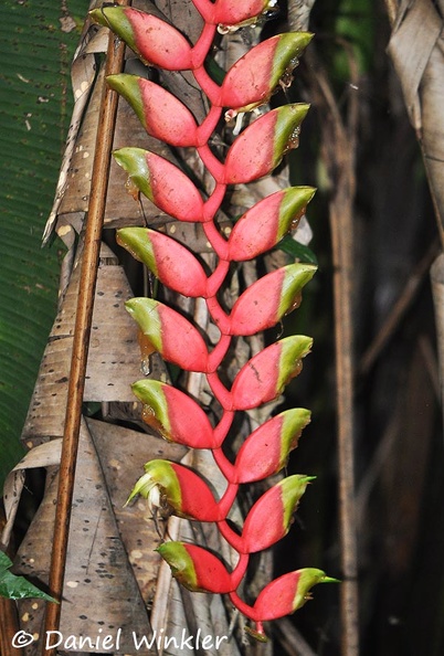 Heliconia rostrata Lobster claw DW Ms.jpg