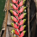 Heliconia rostrata Lobster claw 