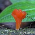 Hygrocybe aphylla side Leticia 