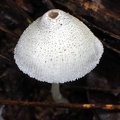 Lepiotaceous white cap PuertoNaurino