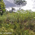 Manioc Cassava Yuca brava Manihot esculenta field