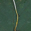 Metacordyceps sp on bug