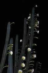 Night-blooming Cactus Hotel Kalaka