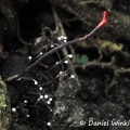 Ophiocordyceps curculionum Quindio