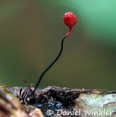 Ophiocordyceps evansii branch 