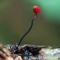 Ophiocordyceps evansii branch 