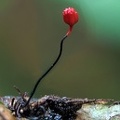Ophiocordyceps evansii 