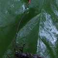 Ophiocordyceps evansii 