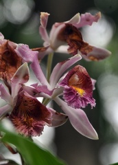 Orchid Quindio 