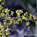 orchid Valle de Cocorra