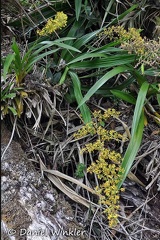orchid Valle de Cocorra plant