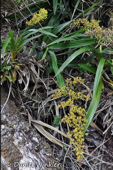 orchid Valle de Cocorra plant DW Ms.jpg