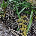 orchid Valle de Cocorra plant