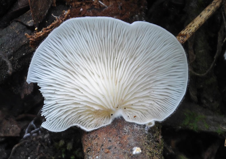 Oyster-like mushroom Ms.jpg