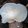 Oyster-like mushroom M