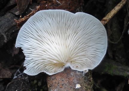 Oyster-like mushroom M