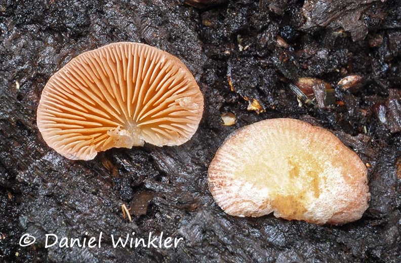 Panoid mushroom disp DW MS.jpg