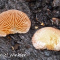 Panoid mushroom disp 