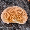 Panoid mushroom 