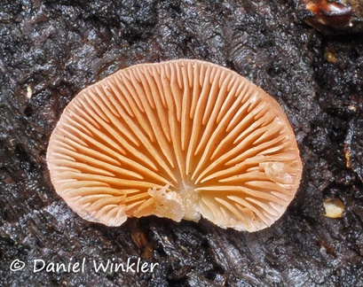 Panoid mushroom 