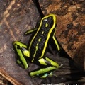 Poison dart frog Puerto Narino