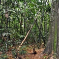 Quindio forest with Guadua bamboo 