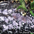 Resupinate fungus purple Chicaque DW Ms.jpg