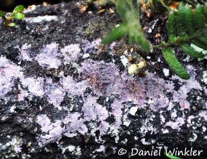 Resupinate fungus purple Chicaque 