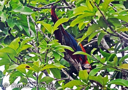 Scarlet macaw Ara macao Puerto Alegre