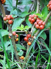 Solanum sessiliflorum Lulito little stem-fruiting tomatoes 