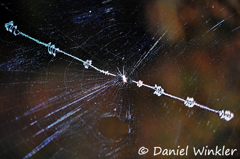 Spider net Stabilimentum DW Ms.jpg