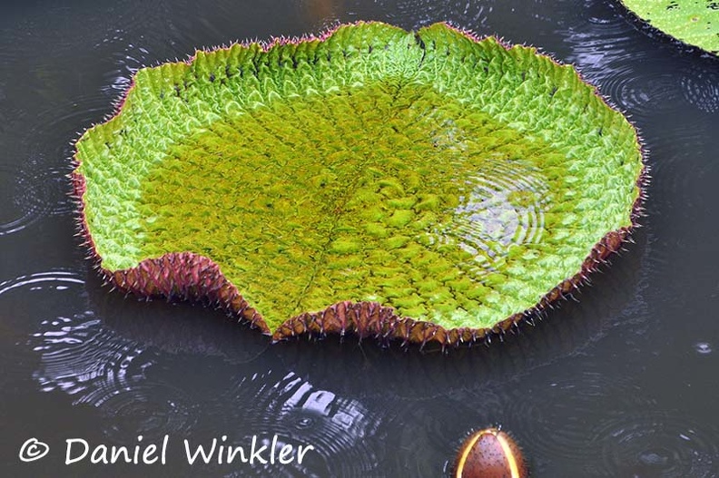 Victoria amazonica Giant water Lily DW Ms.jpg
